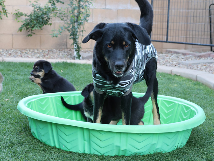 chinook dog